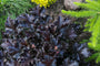 Purperklokje - Heuchera 'Black Beauty'