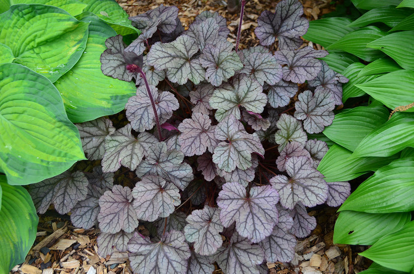 Purperklokje - Heuchera 'Frosted Violet'