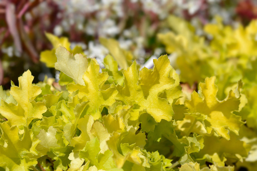 Purperklokje - Heuchera 'Lime Marmalade'