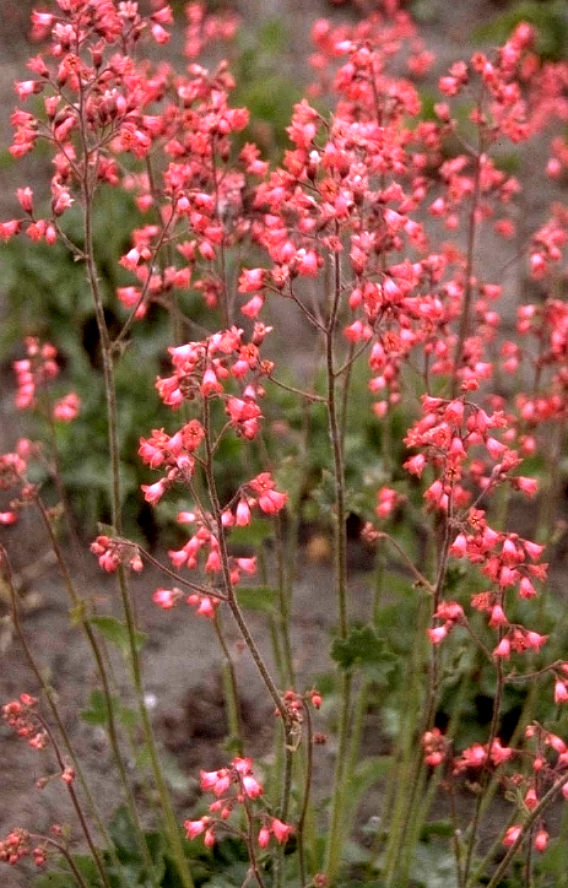 Bloei Purperklokje Heuchera 'Pluie de Feu'