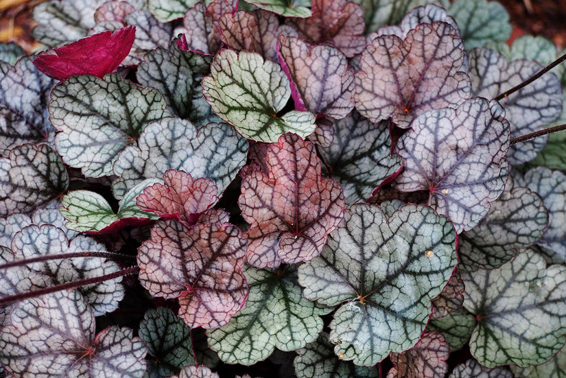 Purperklokje - Heuchera 'Silver Scrolls'