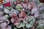 Purperklokje - Heuchera 'Silver Scrolls'