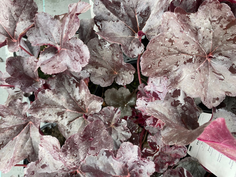 Purperklokje - Heuchera 'Obsidian'