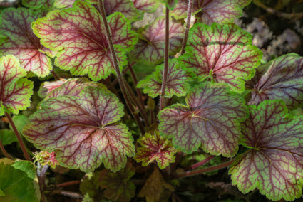 Blad Purperklokje - Heucherella 'Tapestry'