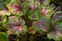 Blad Purperklokje - Heucherella 'Tapestry'