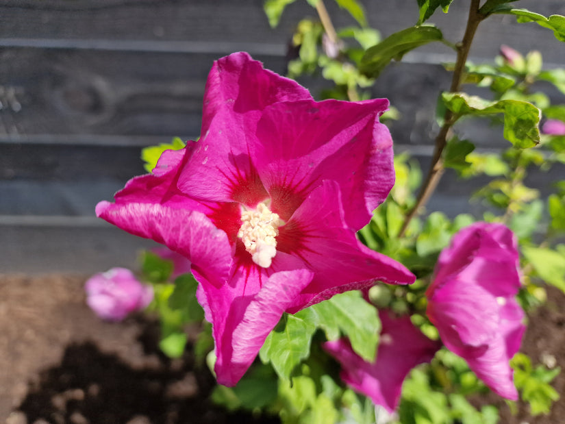 Hibiscus Woodbridge bloeiende boom op stam