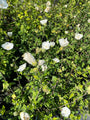 Witte bloemen hibiscus struik