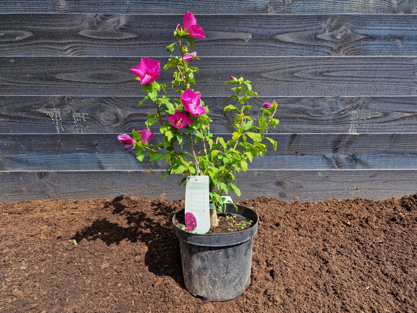 Hibiscus woodbridge 40-50 cm