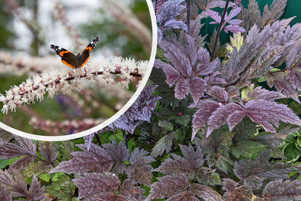 Zilverkaars - Actaea/Cimicifuga simplex 'Hillside Black Beauty'