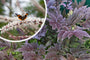 Zilverkaars - Actaea/Cimicifuga simplex 'Hillside Black Beauty'