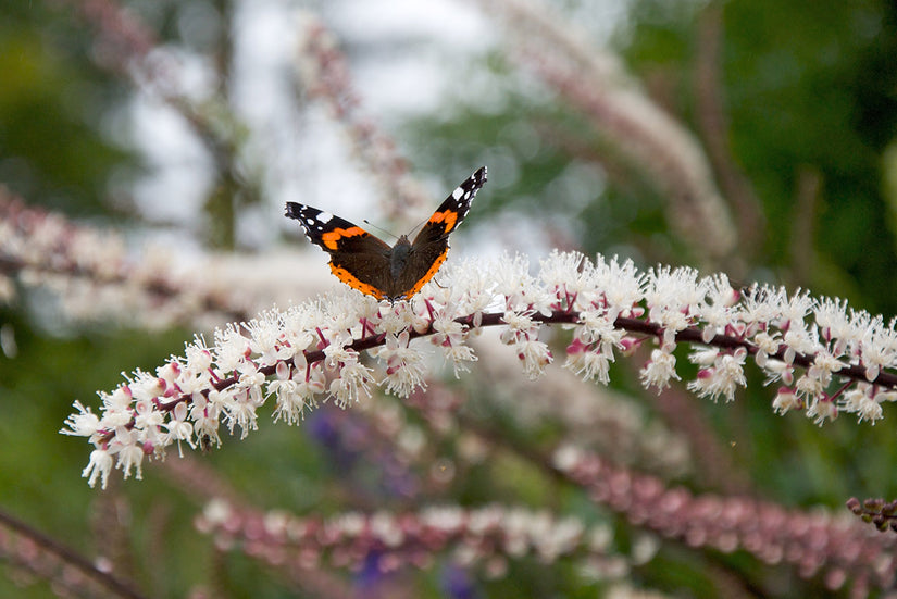  Zilverkaars - Actaea simplex 'Hillside Black Beauty' bloeiwijze