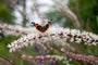  Zilverkaars - Actaea simplex 'Hillside Black Beauty' bloeiwijze