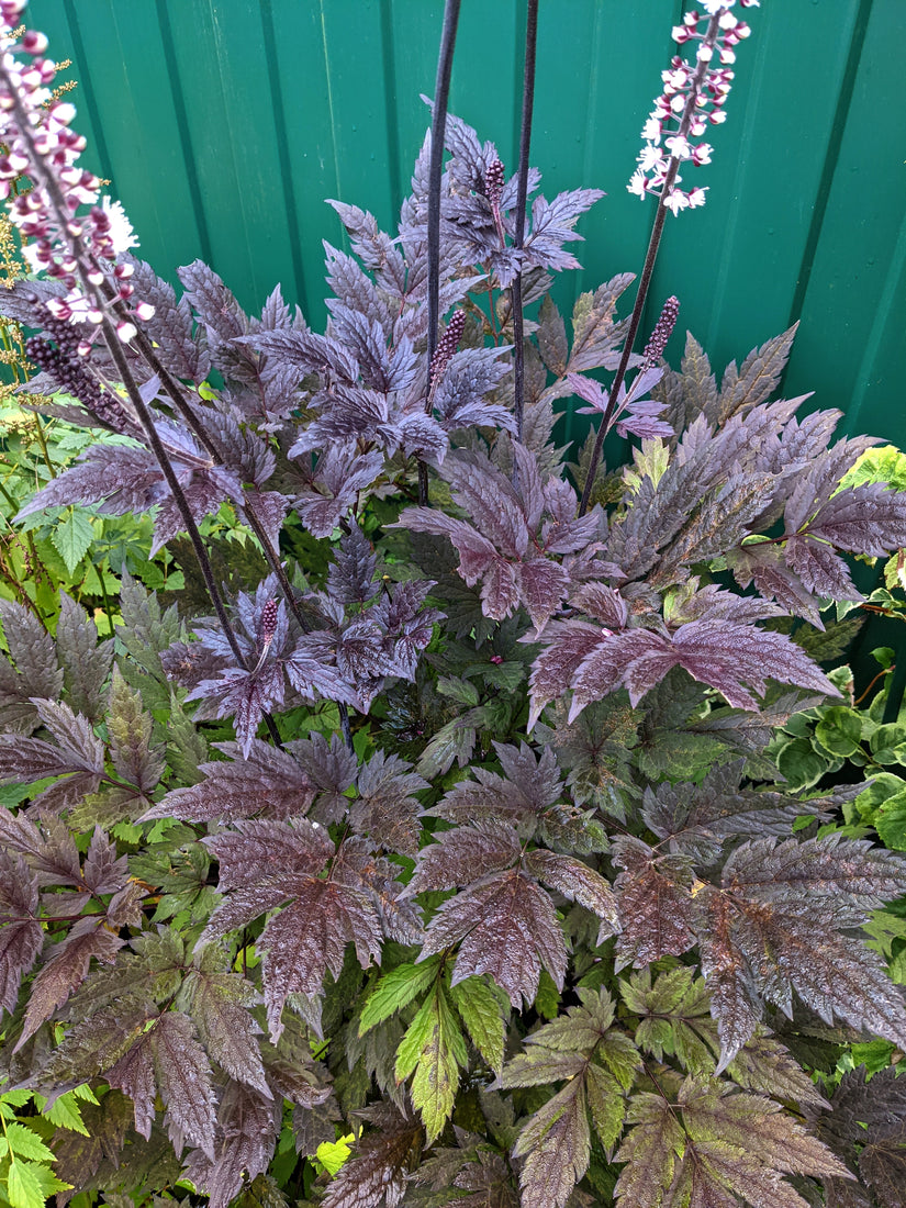 Zilverkaars met donkerrood blad