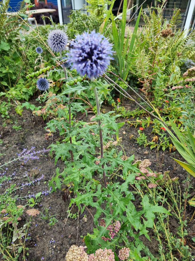 Hoge bloemstelen van de echinops ritro