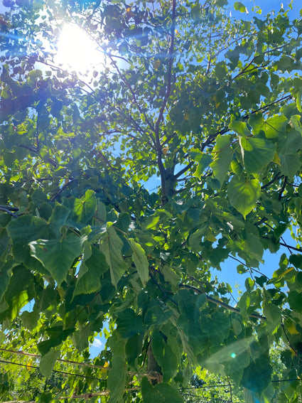 Hollandse linde - Tilia x europaea 'Pallida'