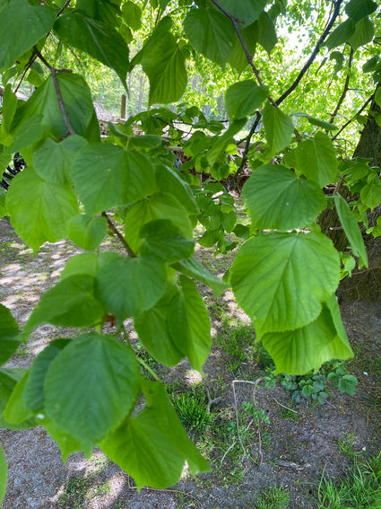 Detail Hollandse linde - Tilia x europea