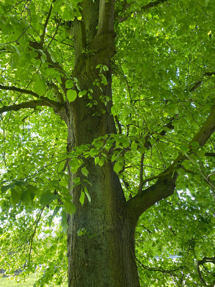 Hollandse linde - Tilia x europea