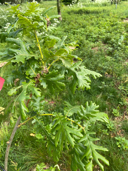 Blad Hongaarse eik - Quercus frainetto