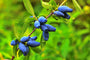  Honingbes - Lonicera caerulea