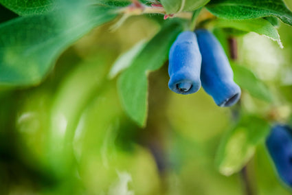 Honingbes - Lonicera kamtschatica