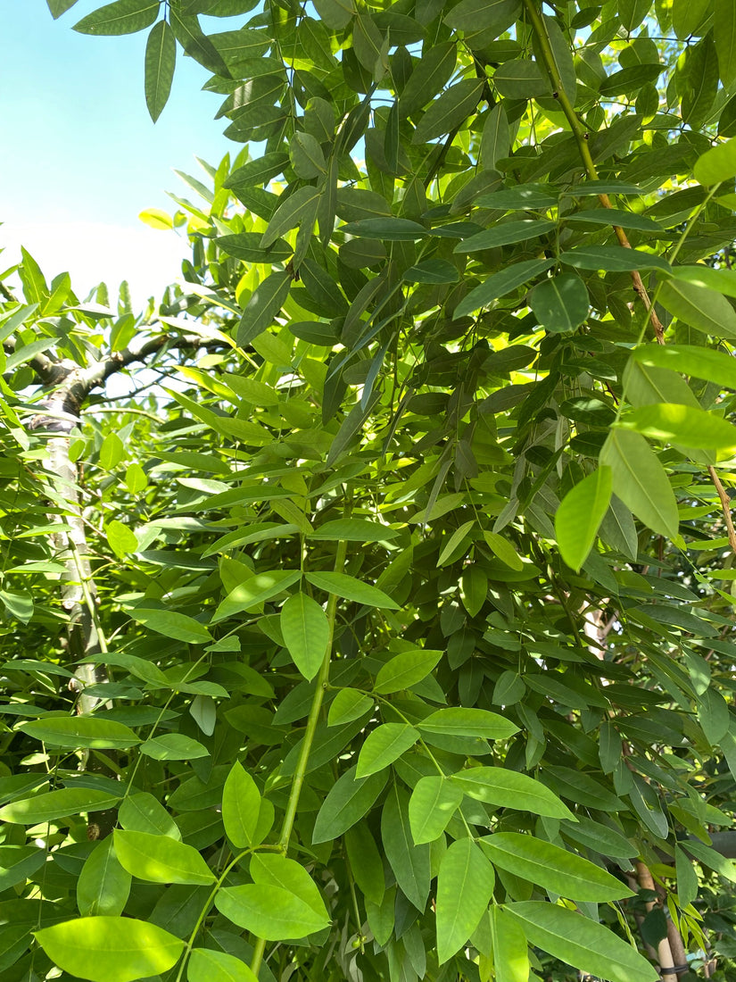 Honingboom - Sophora japonica 'Pendula' Treurvorm