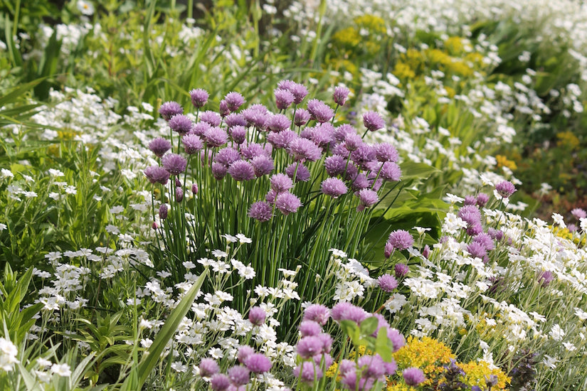 Hoornbloem-Cerastium biebersteinii-combineren-met-sierui.jpg