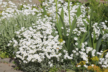 Hoornbloem-Cerastium-biebersteinii-plant.jpg