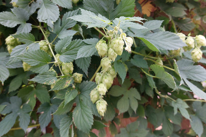 De hopbellen van de Hop plant