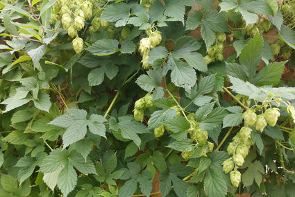 Hop - Humulus lupulus