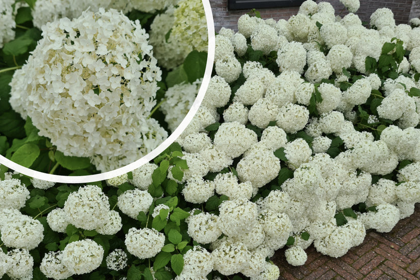 Hortensia - Hydrangea Arborescens 'Annabelle' 