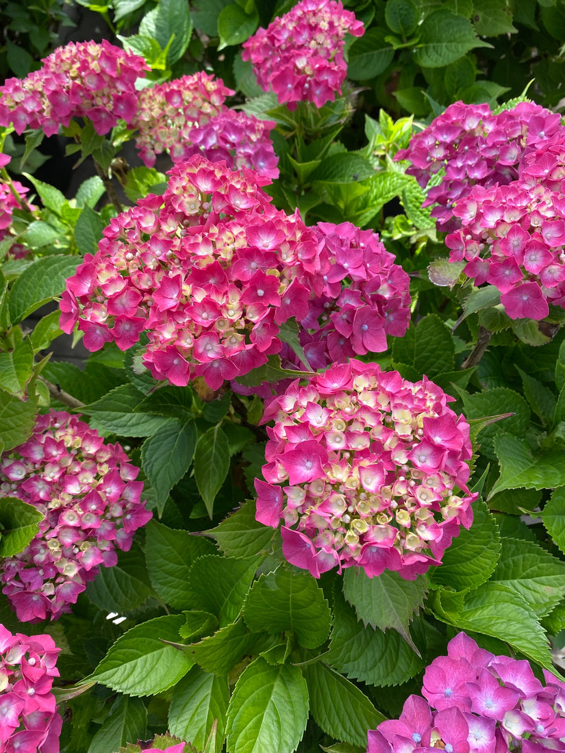 Boerenhortensia of bolhortensia