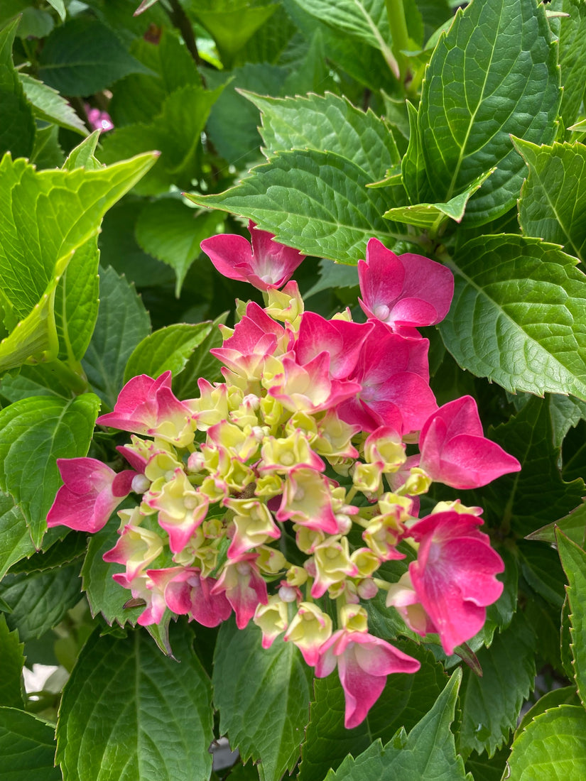 Hortensia - Hydrangea macrophylla 'Leuchtfeuer' Prachtige bloei