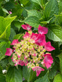 Hortensia - Hydrangea macrophylla 'Leuchtfeuer' Prachtige bloei