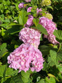 Bloei Hortensia - Hydrangea macrophylla 'Sainte Claire'