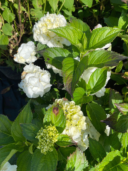 Hortensia - Hydrangea macrophylla 'Soeur Therese'