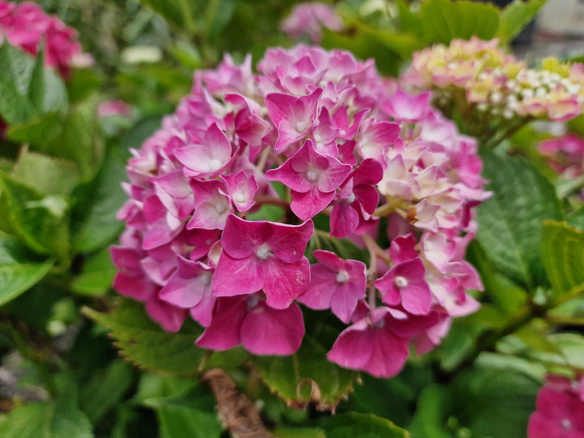 Hortensia - Hydrangea macrophylla 'Leuchtfeuer'