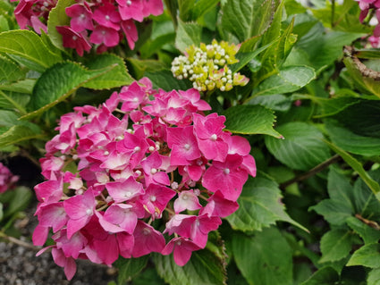 Hortensia - Hydrangea macrophylla 'Leuchtfeuer' langbloeiend