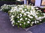 klant foto hortensia annabelle