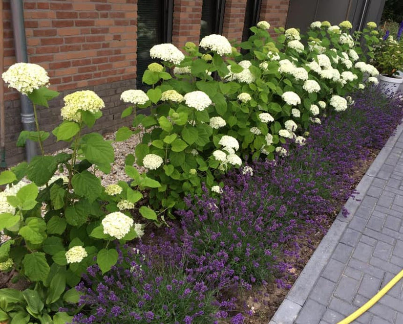 Hortensia annabelle