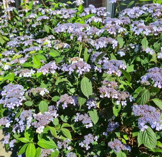 Schermhortensia tuin