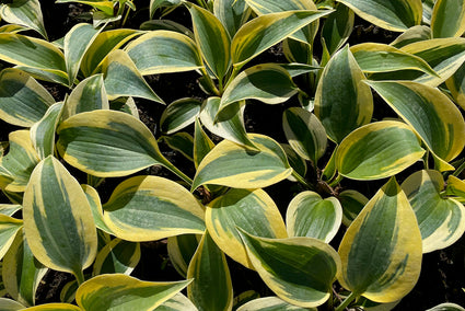 Hartlelie - Hosta 'Autumn Frost'