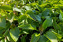 Hartlelie - Hosta 'Big Daddy' Schaduwplant