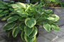 Hartlelie - Hosta 'Blazing Saddles'