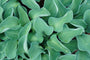 Hosta-Blue-Mouse-Ears.jpg