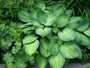 Hosta Fortunei Gold Standard