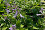 Hartlelie - Hosta 'Francee' in bloei