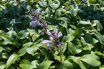 Hartlelie - Hosta tardiana 'Halcyon'