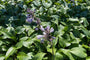 Hartlelie - Hosta tardiana 'Halcyon'