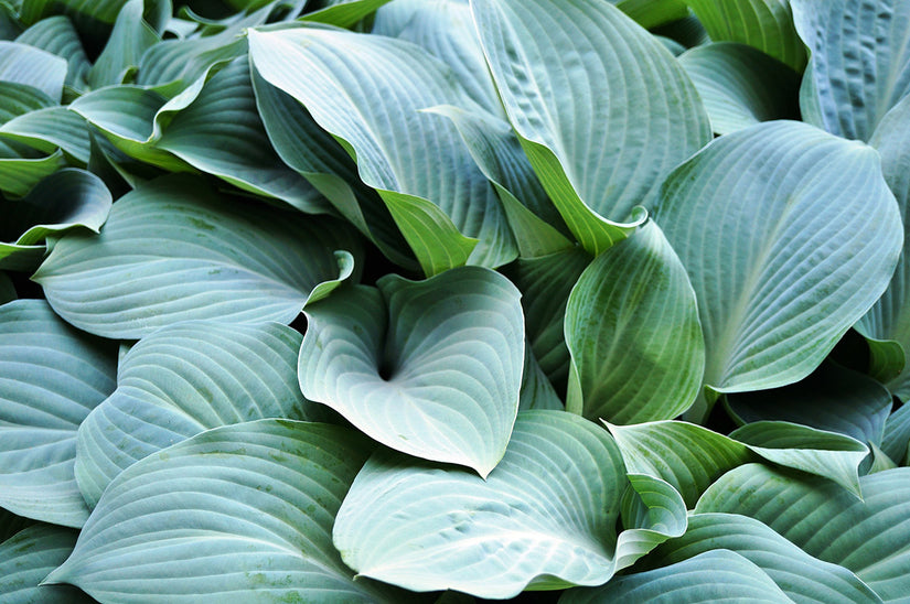 Hartlelie - Hosta 'Red Cadet'