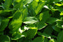 Hartlelie - Hosta 'Red Stepper'